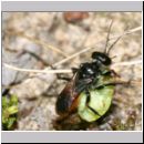 Astata boops - Wanzengrabwespe 18b 11mm beim Nesteintrag mit Wanze.jpg